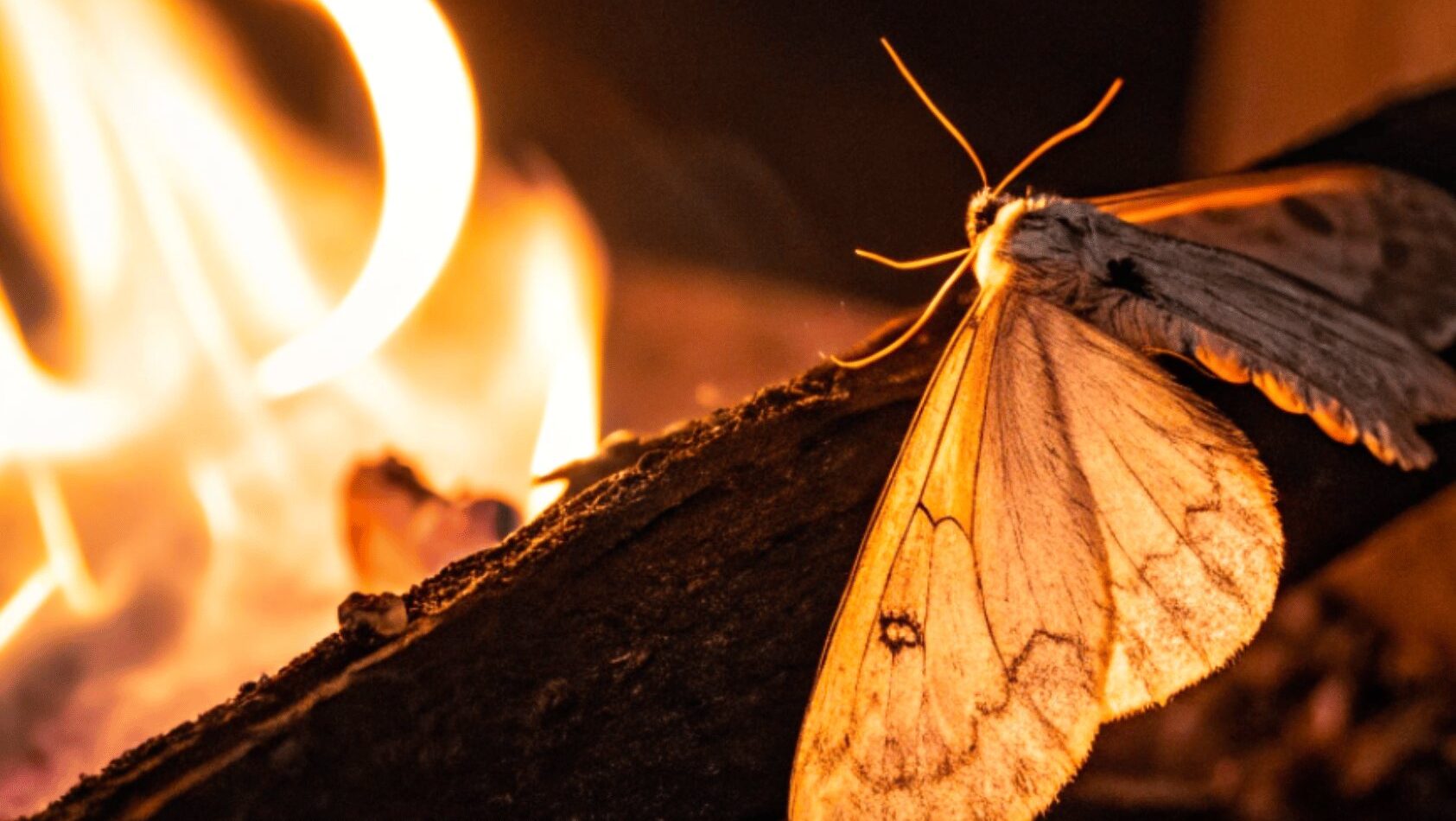 The Fire and The Moth